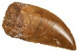 Serrated Raptor Tooth - Real Dinosaur Tooth #371391-1